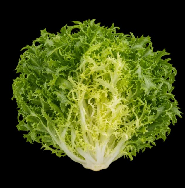 Endiviensalat