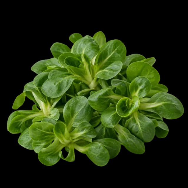 Feldsalat