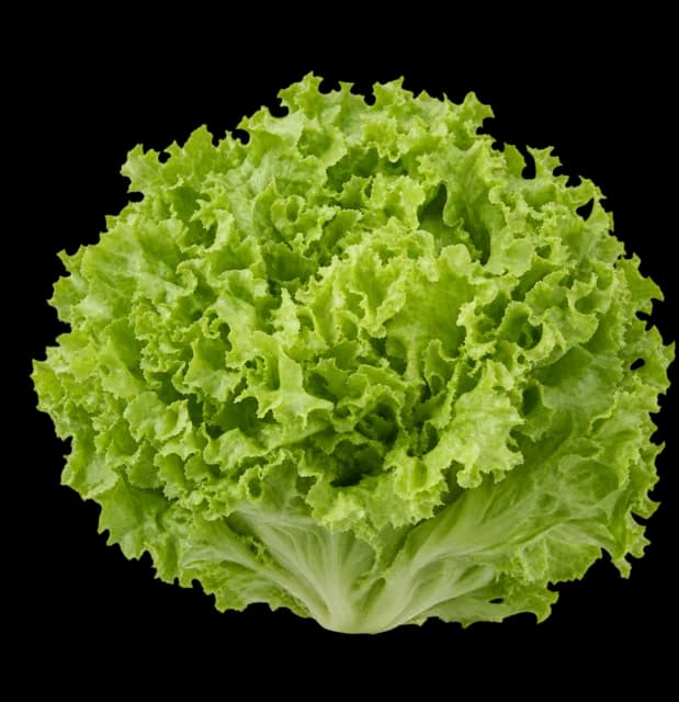 Lollo Bionda