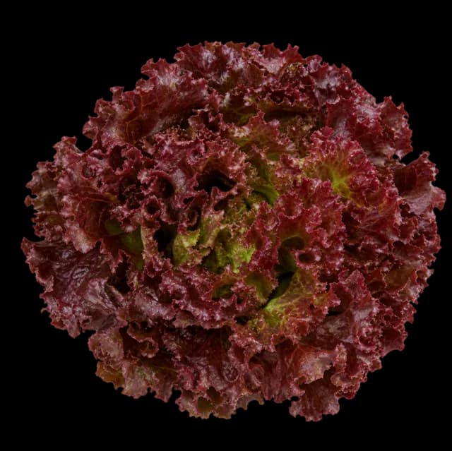 Lollo Rosso