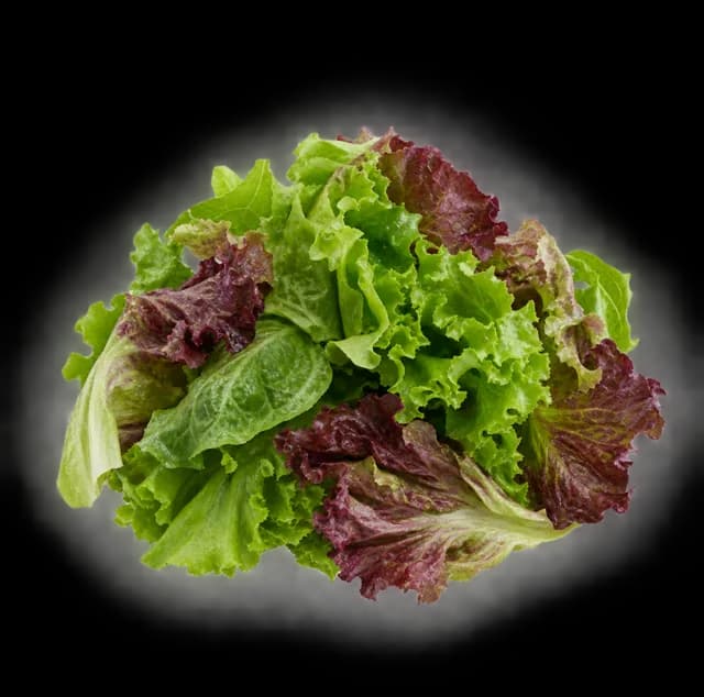 Pflücksalat