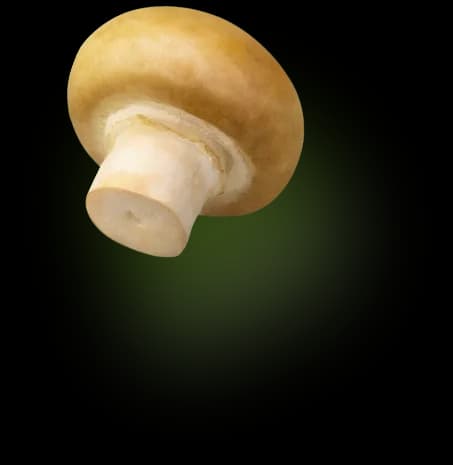 Champignons braun