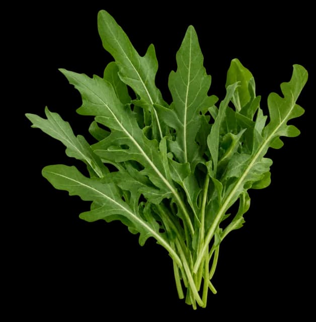 Rucola
